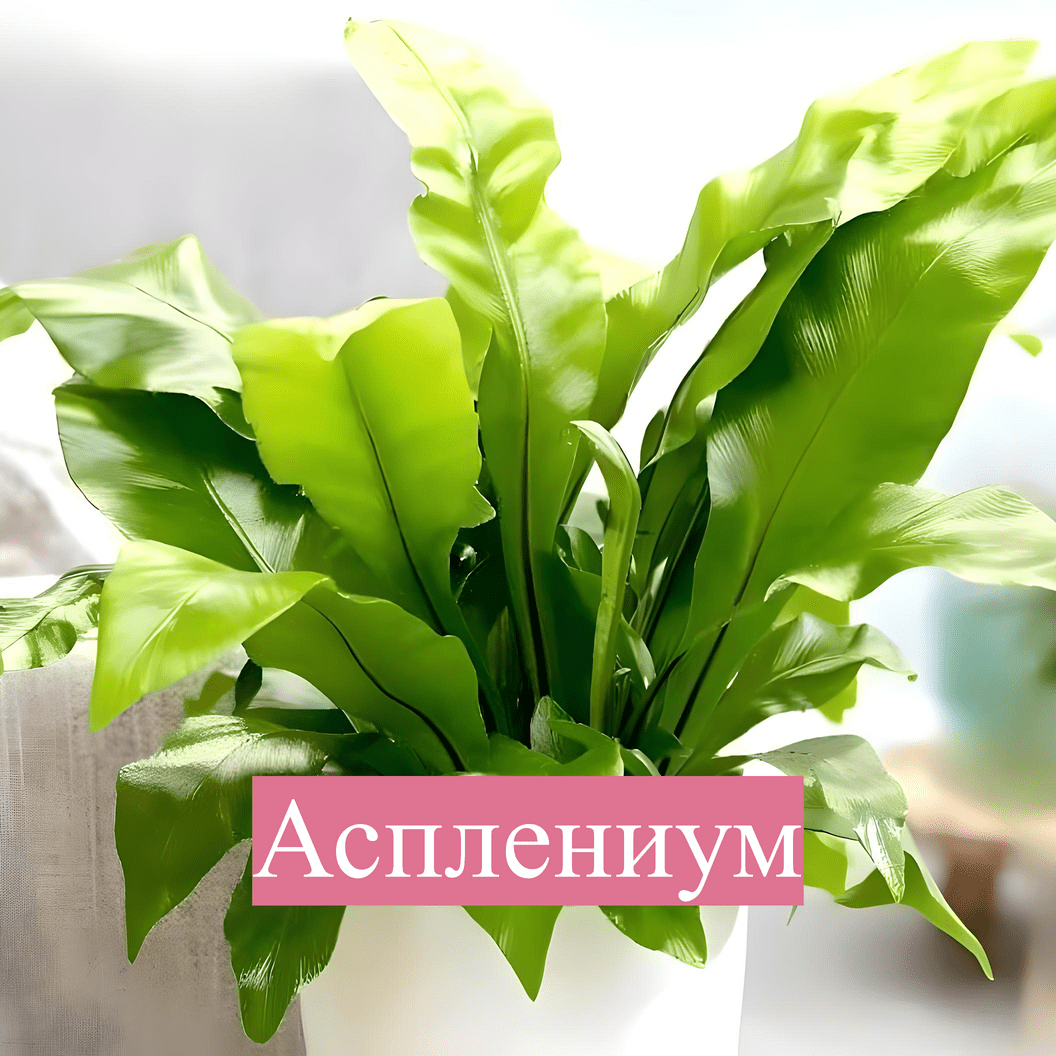 Купить От 600р. до 1000р.