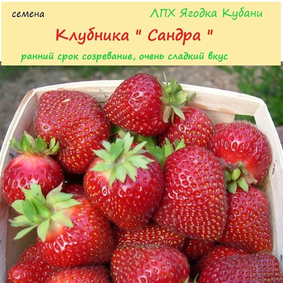 Купить Клубника "Сандра" семена