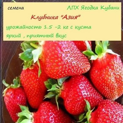 Купить Клубника "Азия" семена