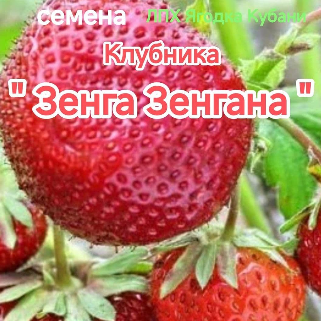 Купить Клубника " Зенга Зенгана " семена 30 шт