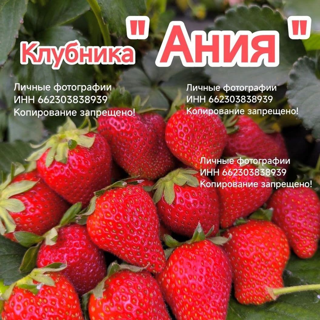 Купить Клубника "Ания" семена 30 шт.