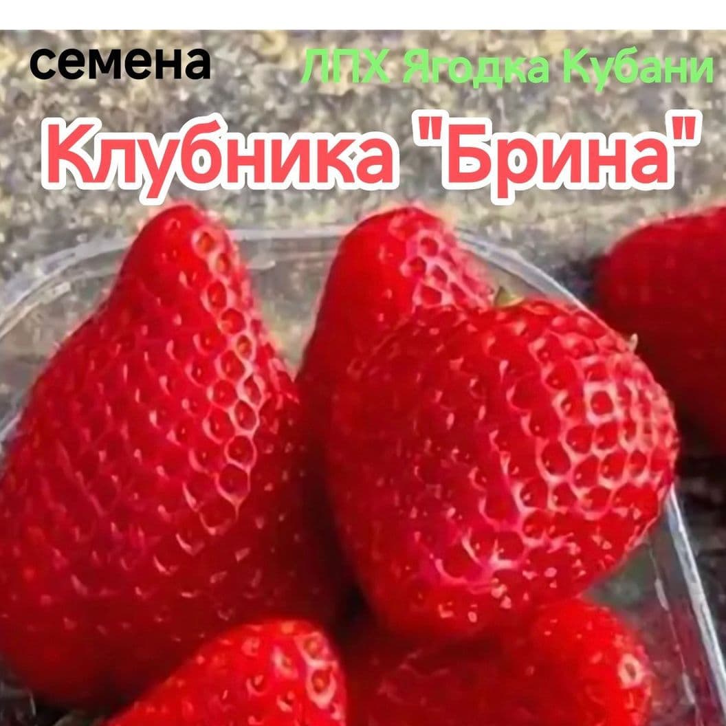 Купить Клубника " Брина " семена 30 шт.