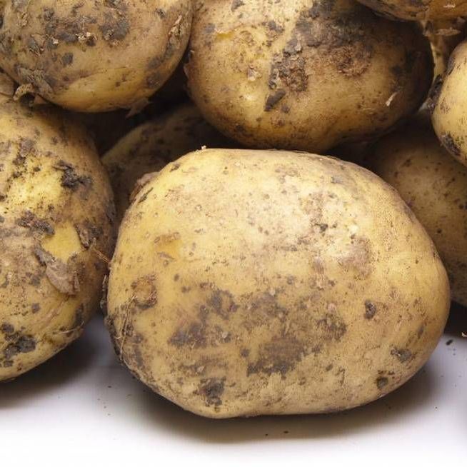 Крепыш картофель характеристика. Сорта картофеля Импала семенной. Картофель Миа. Сорт картофеля Крепыш. Сорт картофеля Лидер.