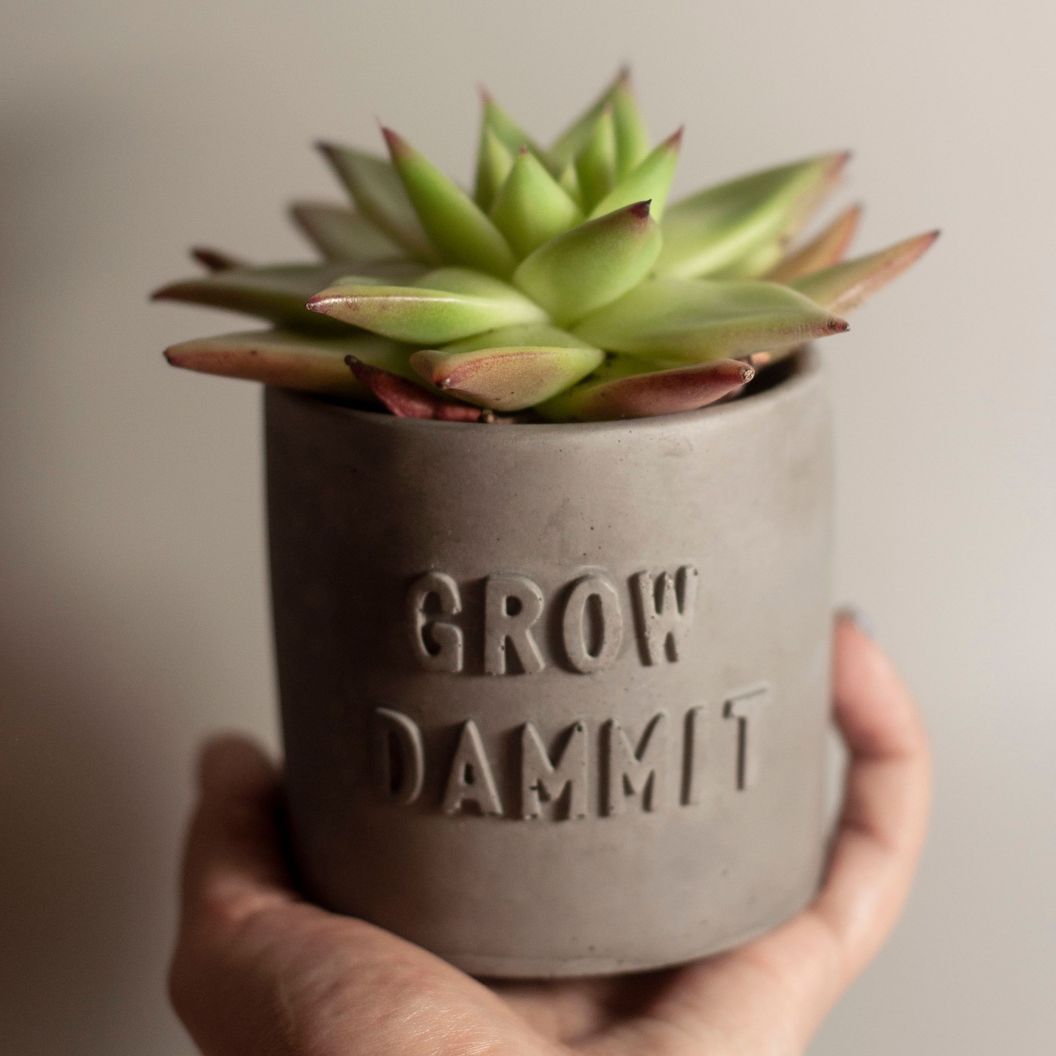 Купить Кашпо "Grow dammit" с каменной розой