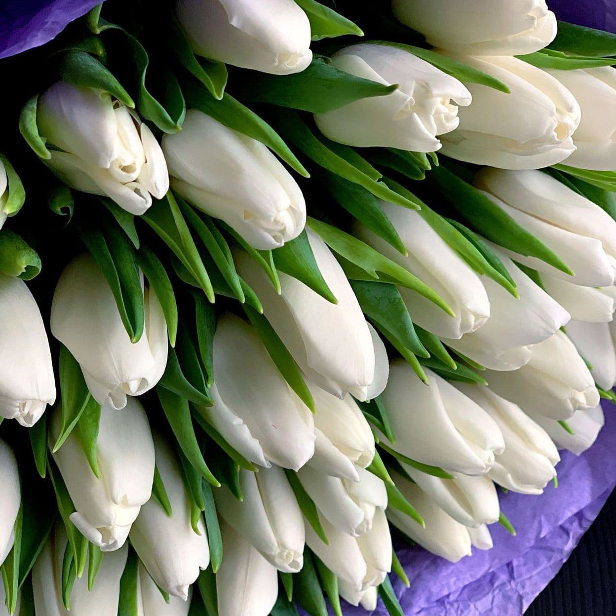 Купить Букет из 49 белых тюльпанов арт. 46