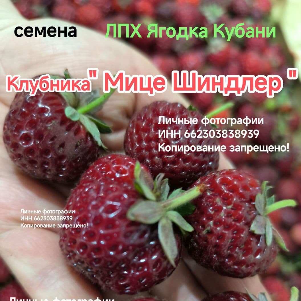 Купить Клубника " Мице Шиндлер "