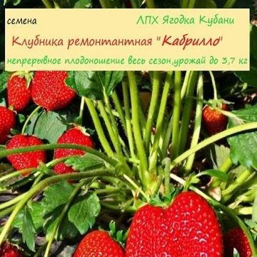 Купить Клубника ремонтантная "Кабрилло" семена