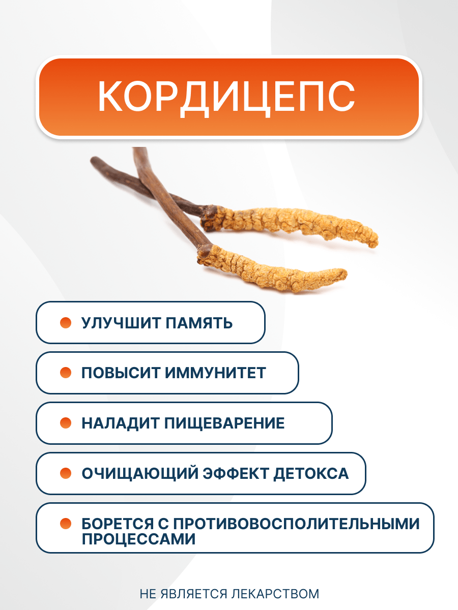 Купить Кордицепс милитарис порошок