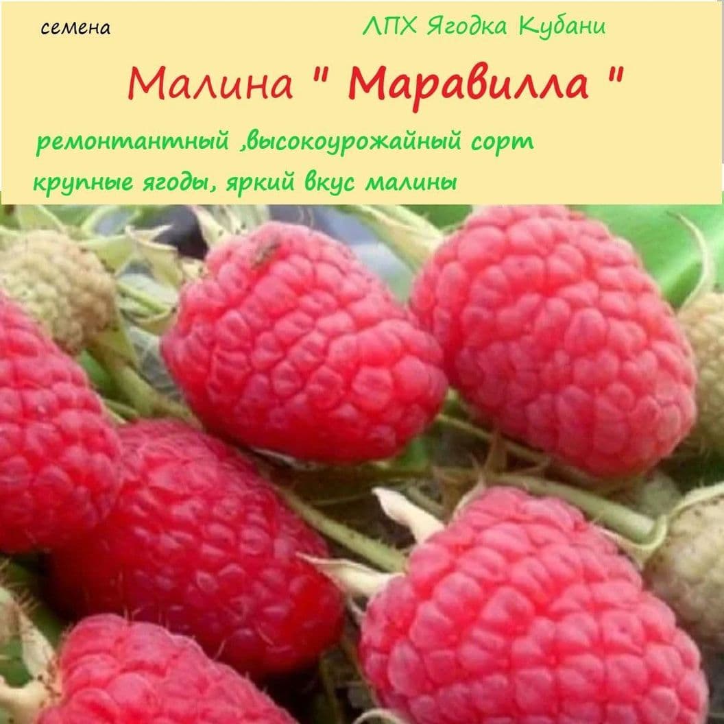 Купить Малина "Маравилла" семена 20 шт.