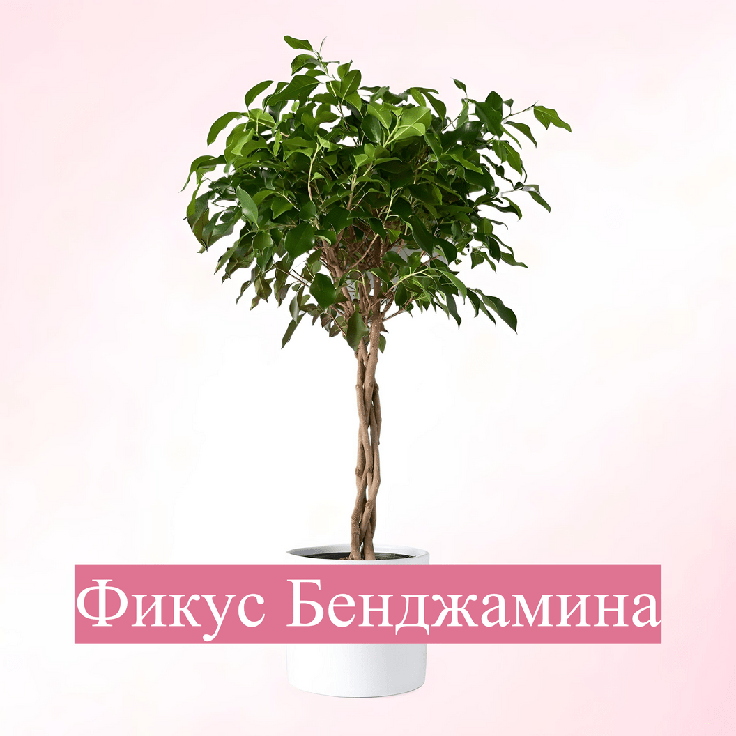 Купить От 3200р.