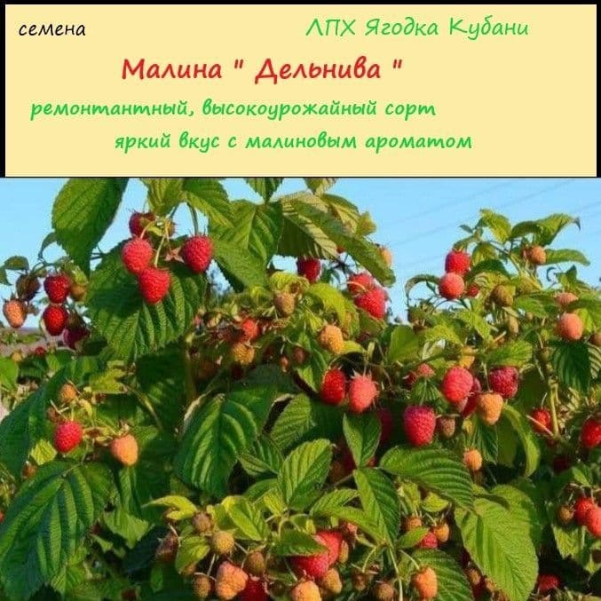 Купить Малина "Дельнива" семена 20 шт.