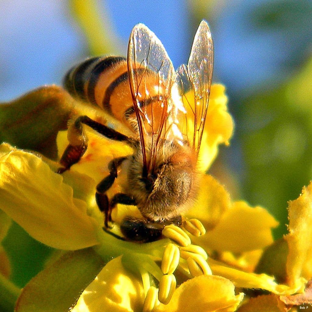 Медоносная пчела. Африканская медоносная пчела. Пчела APIS mellifera scutellata. Хани пчела. АФРИКАНИЗИРОВАННАЯ медовая пчела.