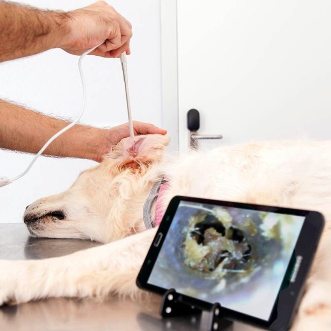 Купить портативный цифровой ветеринарный отоскоп eKuore