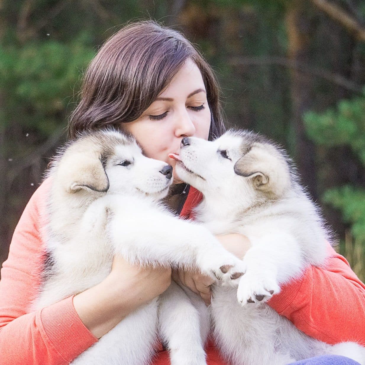 Vendo cuccioli di Alaskan Malamute