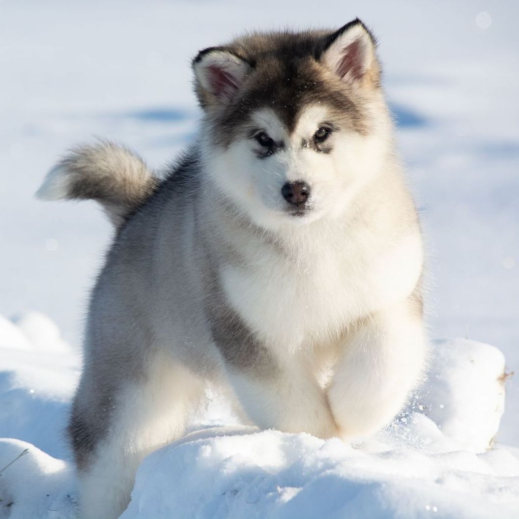 Купить Find out about the presence of puppies and planned litters