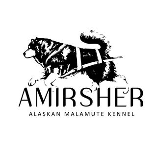 Амиршер - питомник Аляскинских маламутов в России