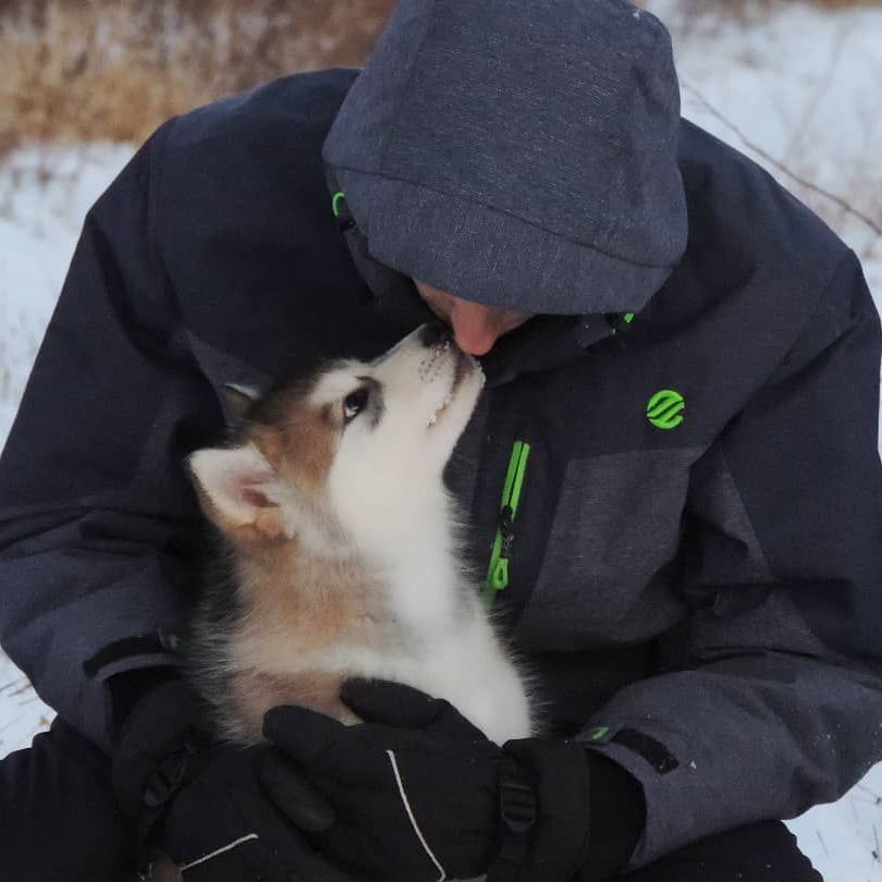 Sable y blanco Alaskan Malamute cachorro