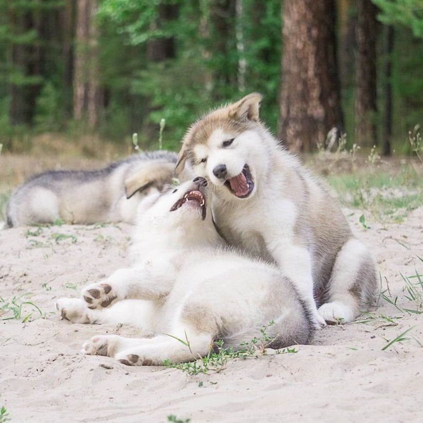 cachorro malamute de alaska