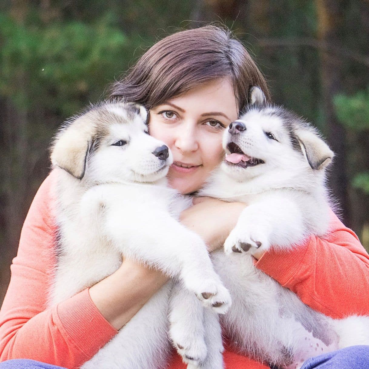 Vendo cuccioli di Alaskan Malamute