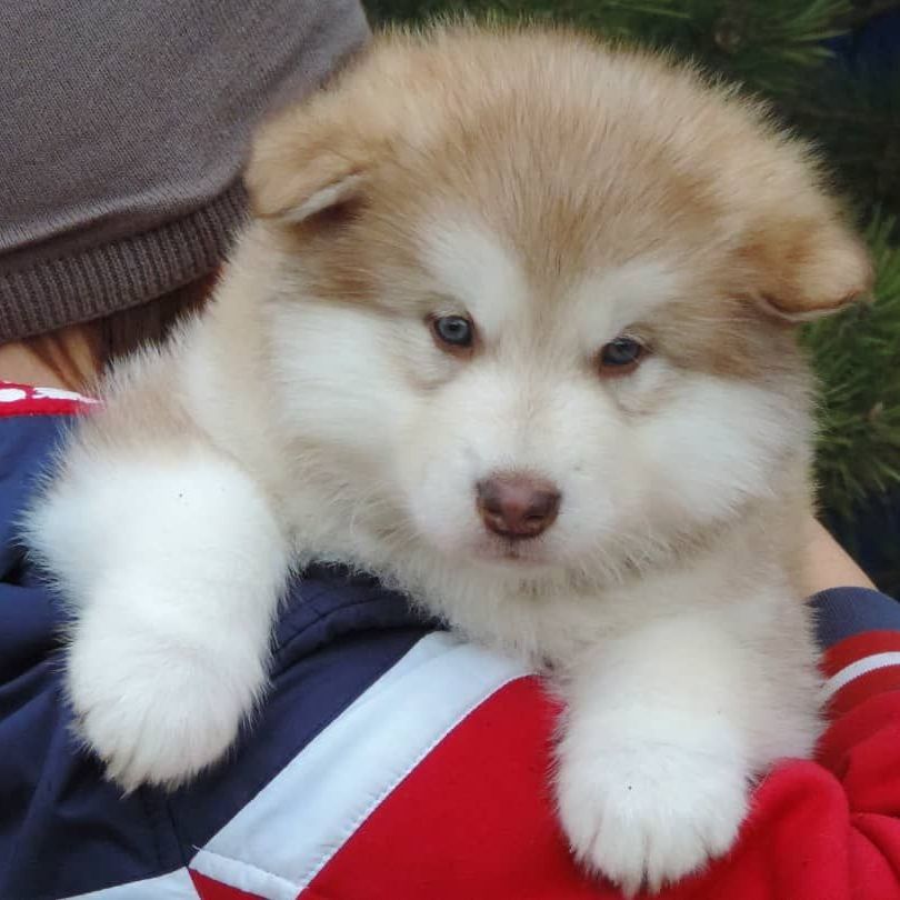 Alaskan Malamute puppies for sale