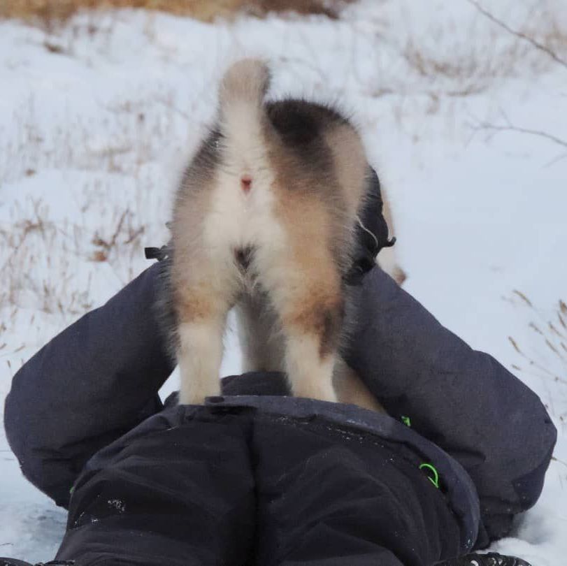 cachorro malamute de alaska