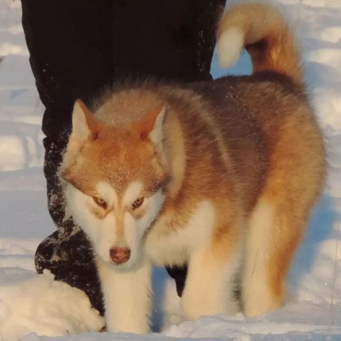 Alaskan Malamute puppies to buy
