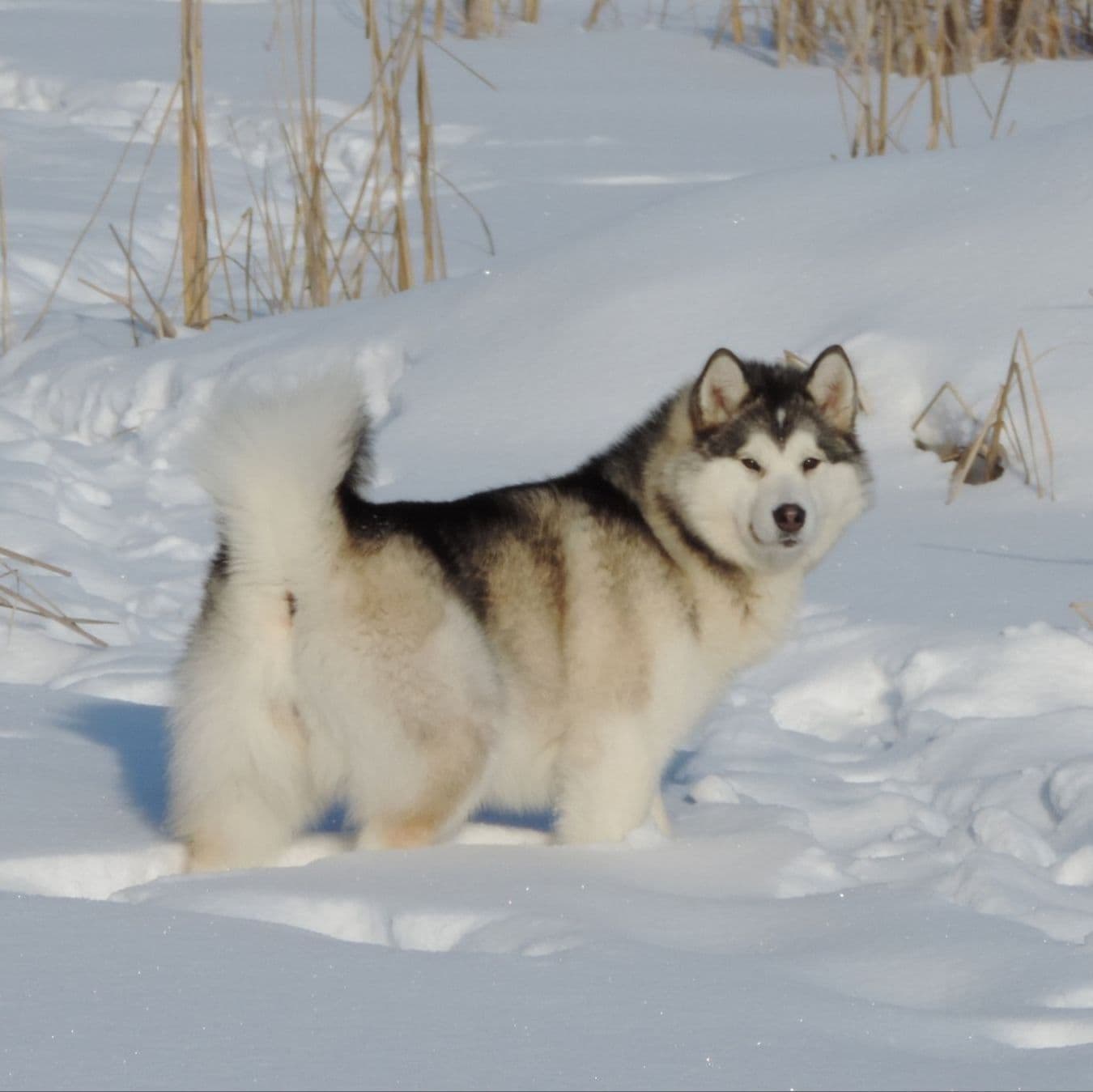 Criadero de perros Malamute de Alaska