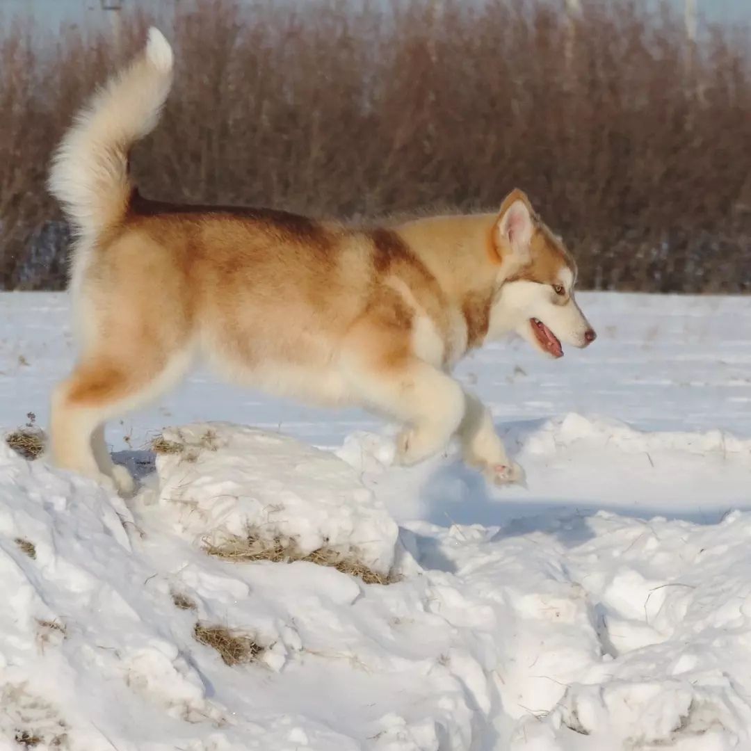 Cachorro Alaskan Malamute rojo y blanco