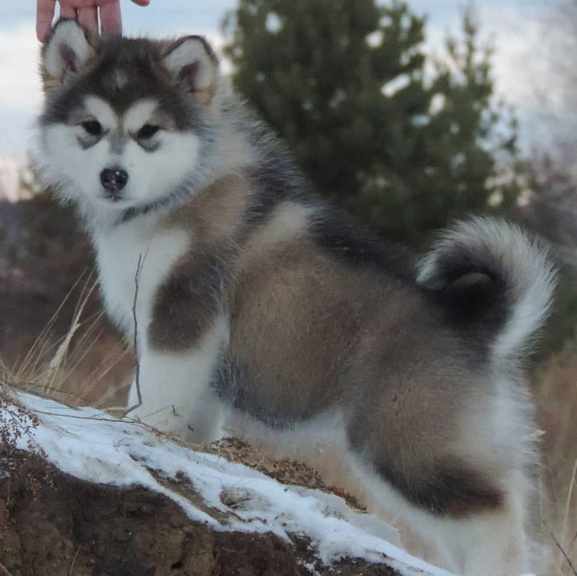 Cachorro Alaskan Malamute para exhibición