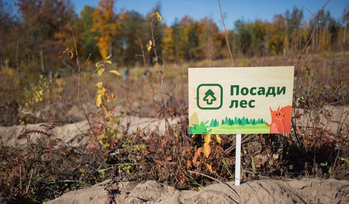 Дети Леса Купить Дешево Пенза