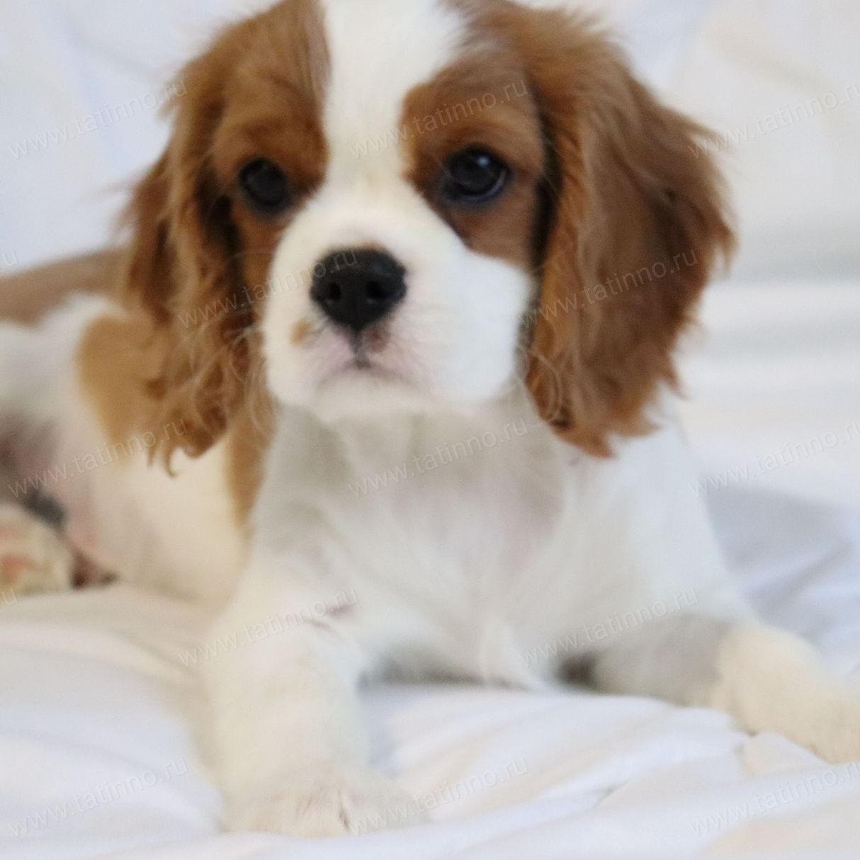 kennel channel cavalier king charles 