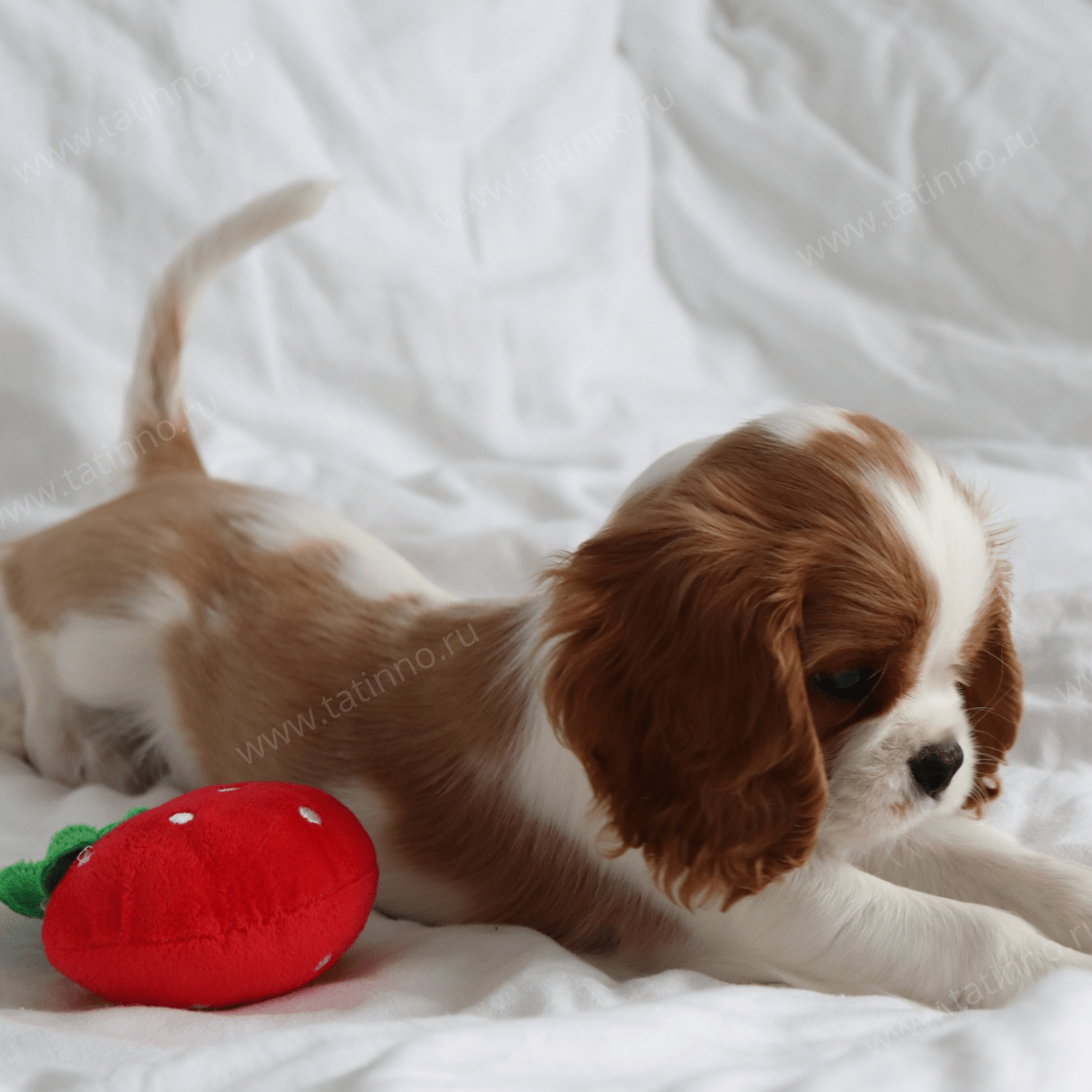 puppies cavalier king charles spaniel