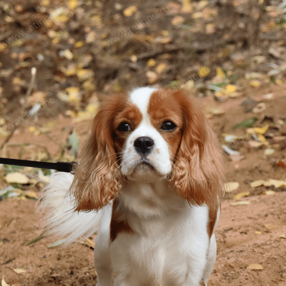 cavalier king charles spaniel