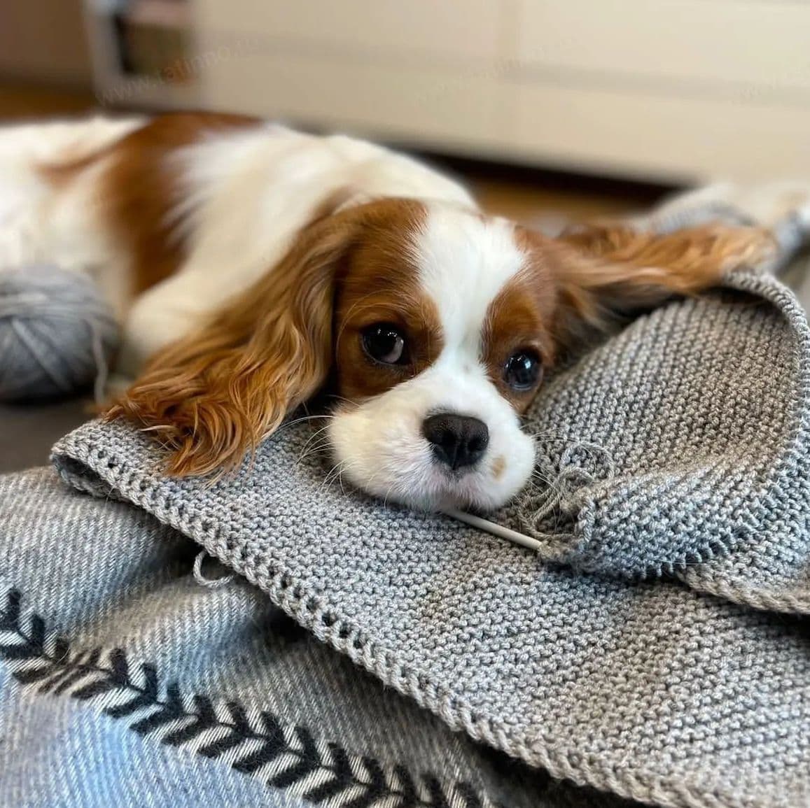 cavalier king charles spaniel