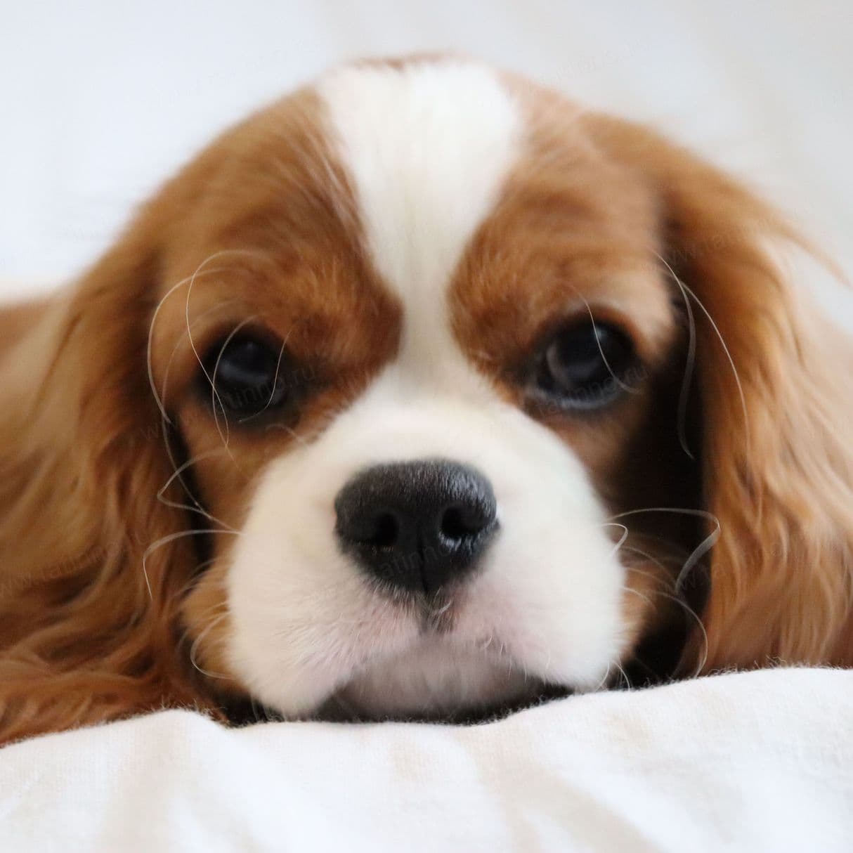 cavalier king charles spaniel buy