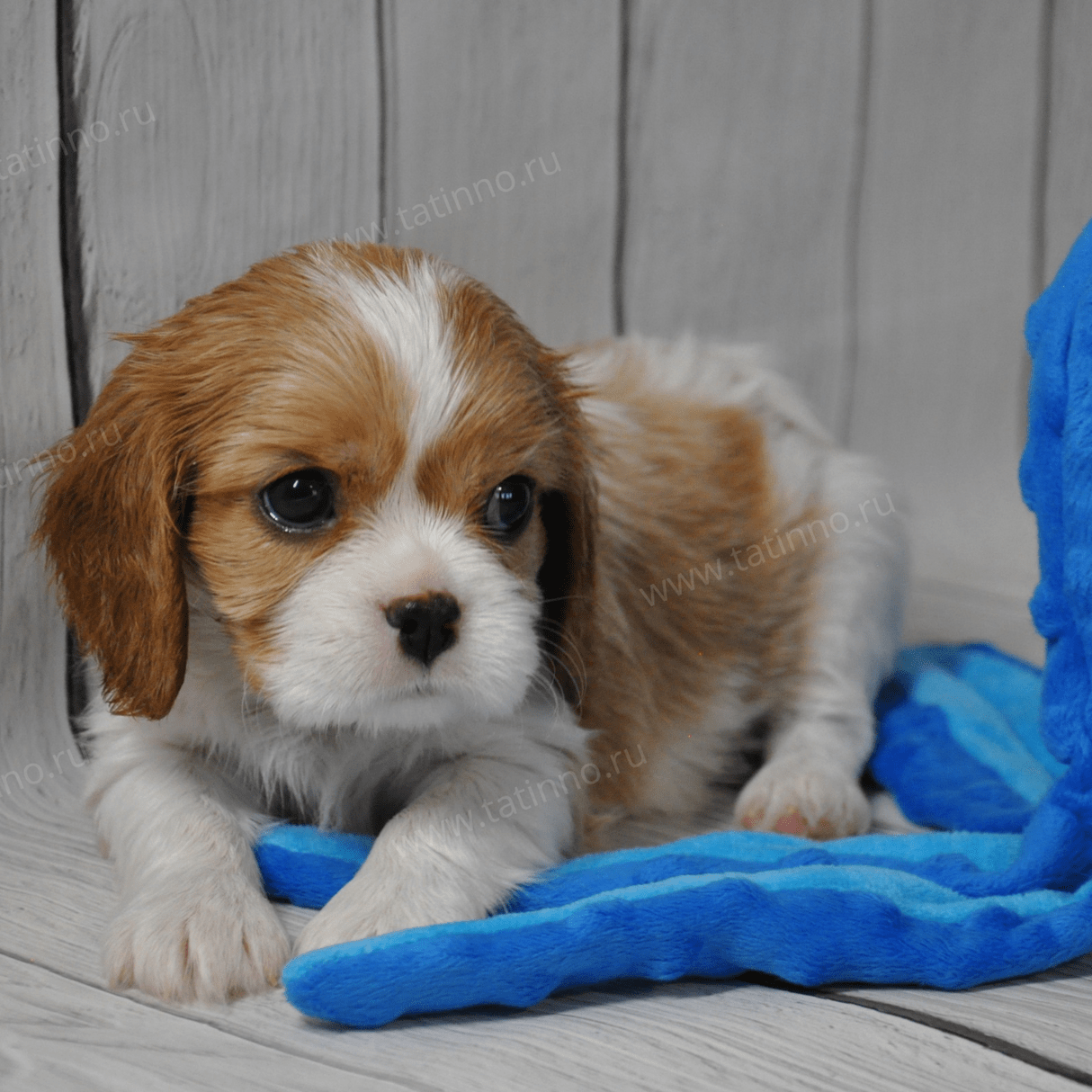 puppies cavalier king charles spaniel