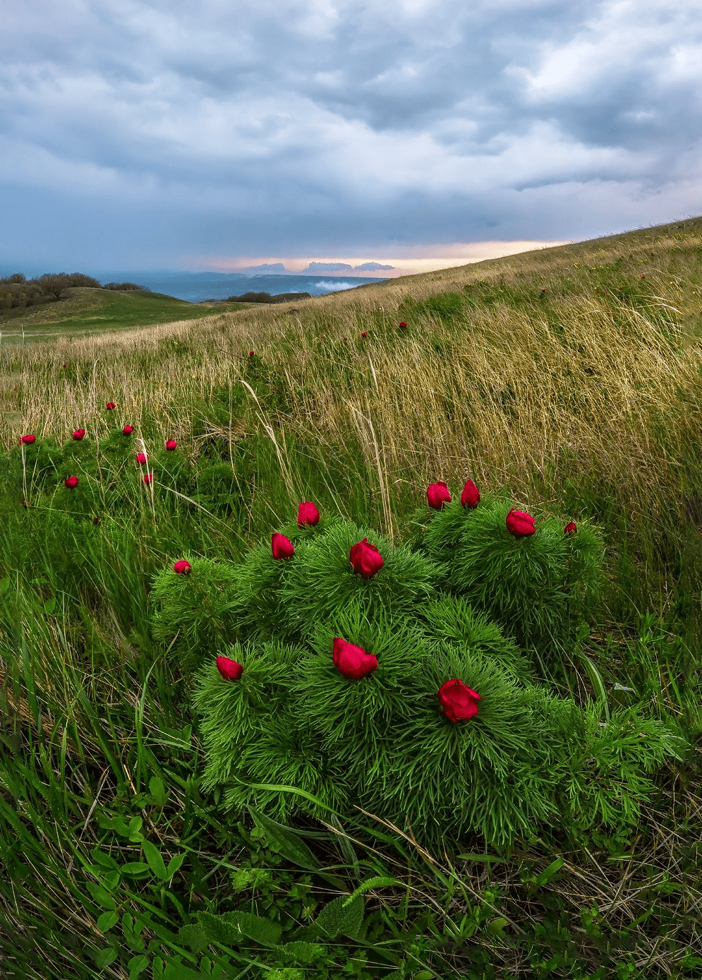 Стрижамент фото. Гора Стрижамент Ставропольский край. Лохмачи пион тонколистный. Горы Ставрополья Стрижамент. Стрижамент Ставрополь.