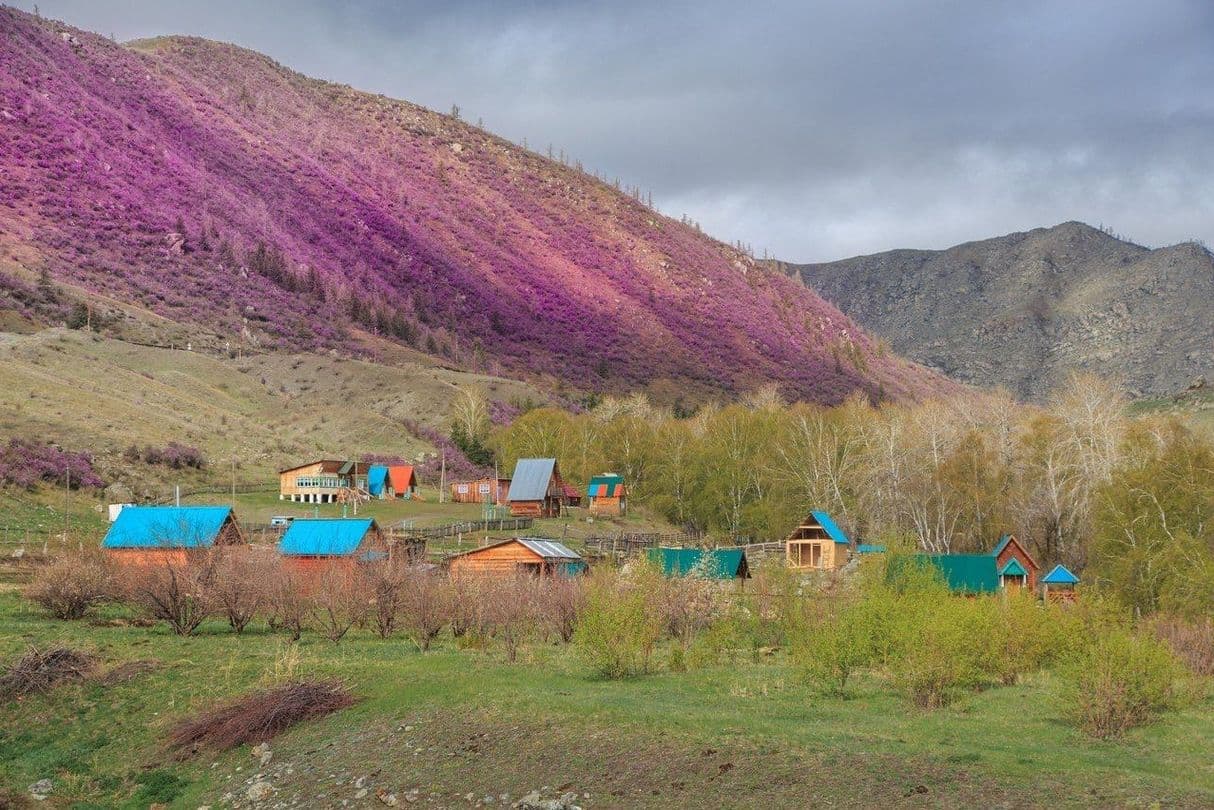 Купчегень цветение маральника