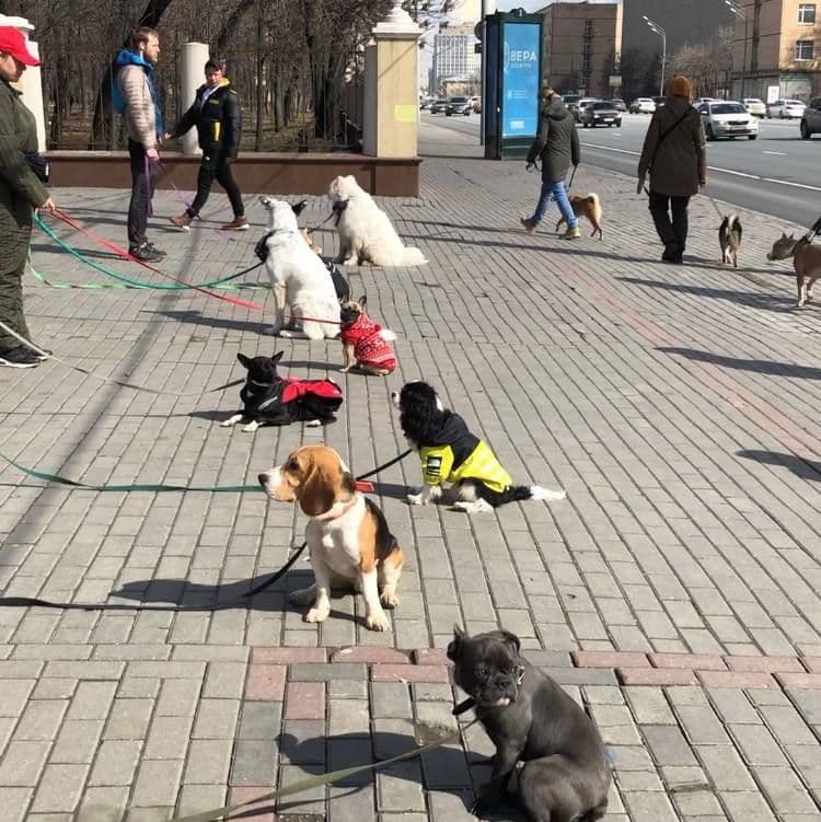 Купить Группа послушания "Управляемая городская собака"