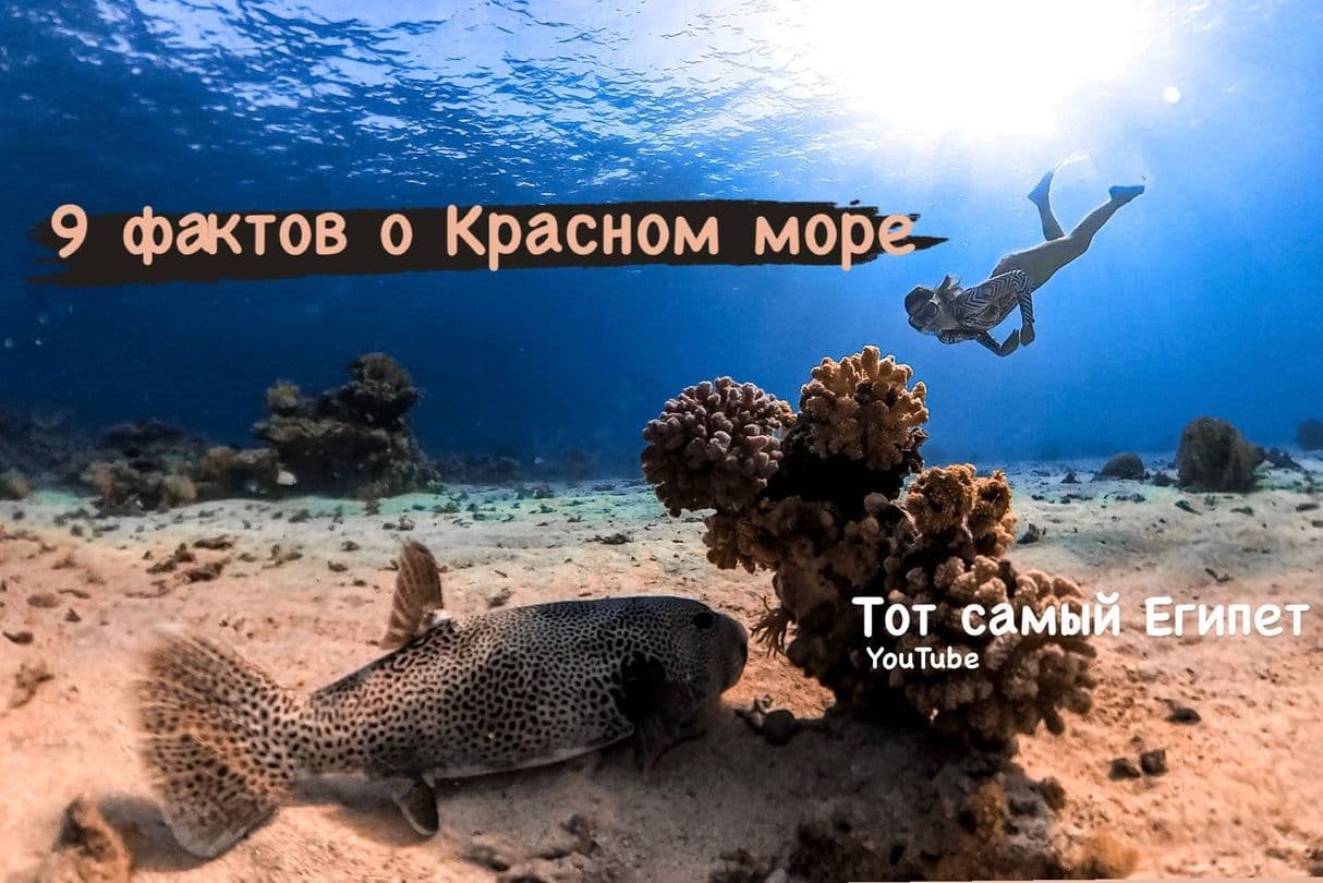 Красное море. 9 удивительных фактов. Экскурсии в Шарм Эль Шейх. #Тот_Самый_Египет #Опытный_Турист