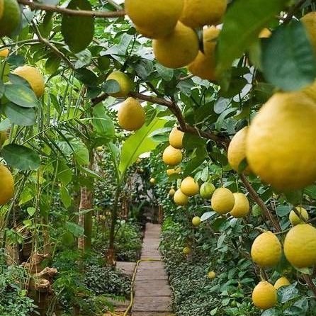 Купить "Лимонно-мандариновый рай"