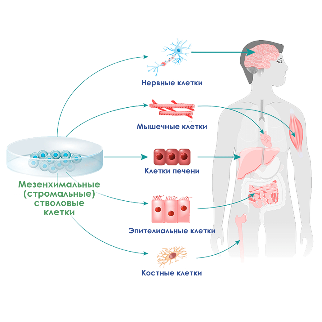 Стволовые клетки используются для лечения проблем практически во всех сферах медицины: